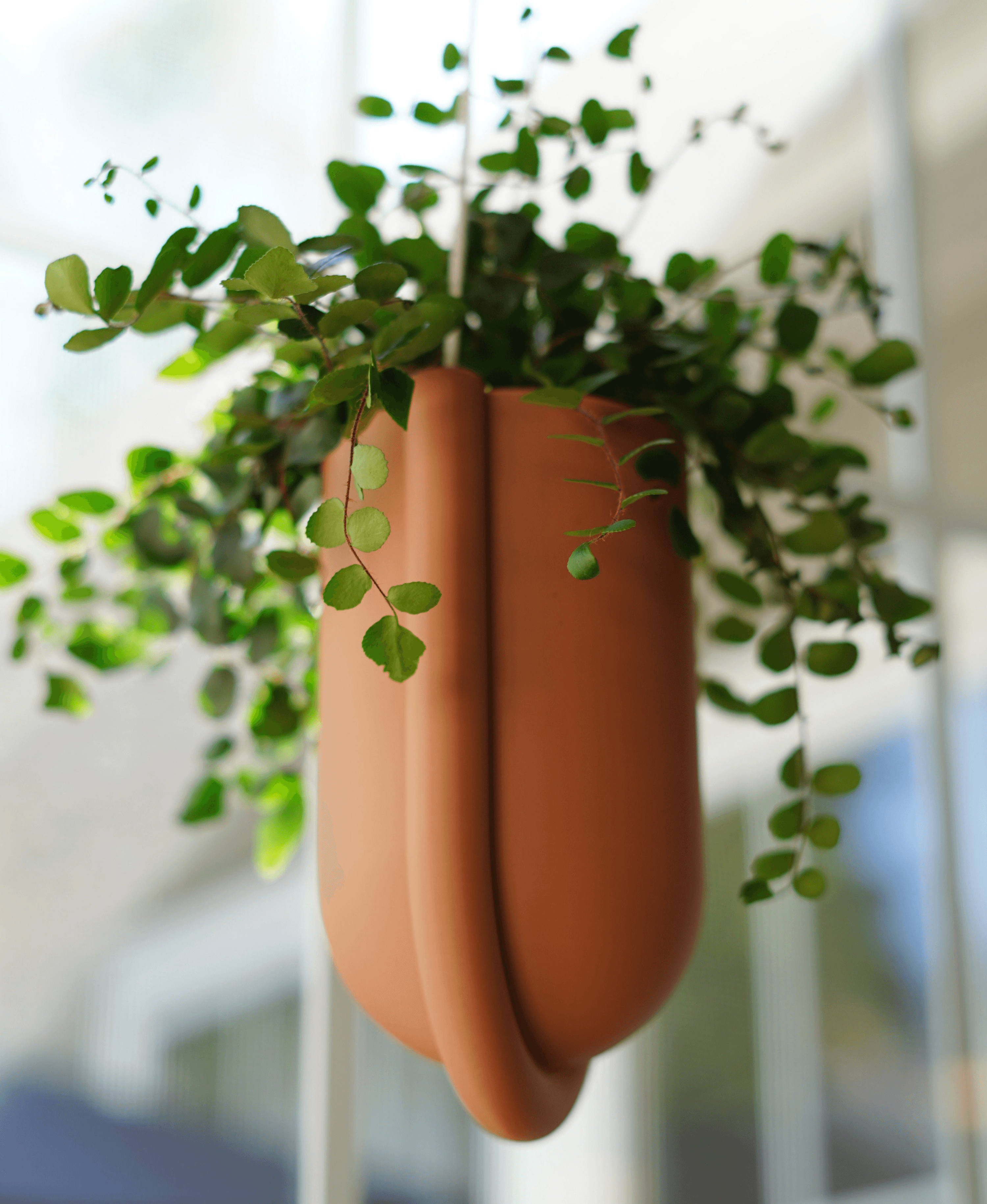 Umbra Hanging Planter 3d model