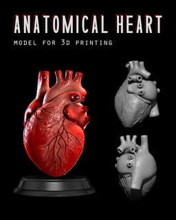 Anatomical Human Heart 3d model