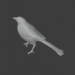 Babbler Bird 3d model