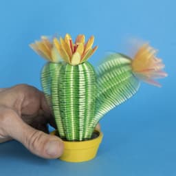 Springo Cactus Trichocereus 3d model