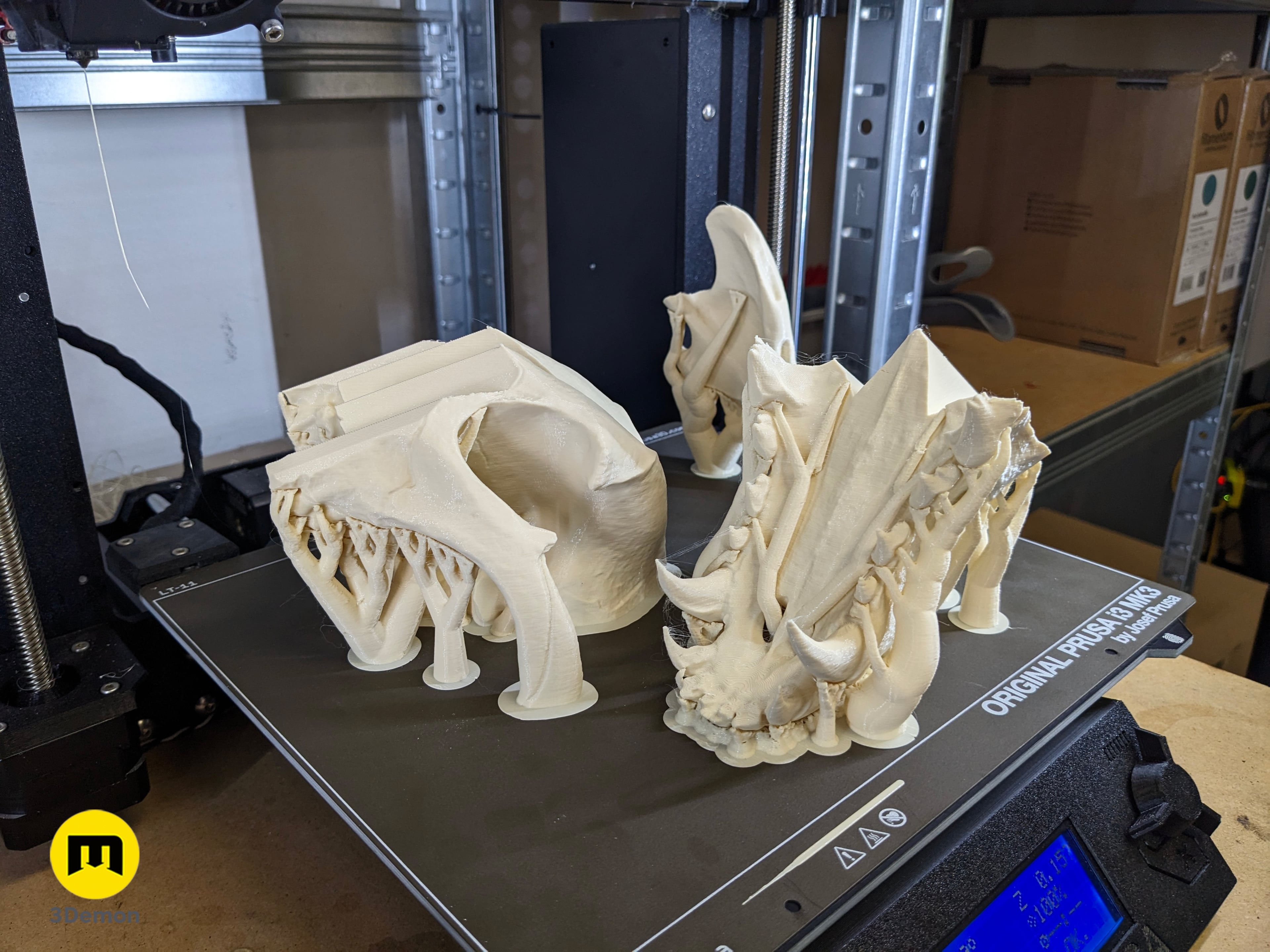 Wolf Skull (Canis Lupus) 3d model