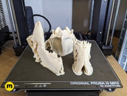 Wolf Skull (Canis Lupus) 3d model