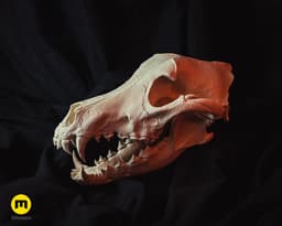 Wolf Skull (Canis Lupus) 3d model
