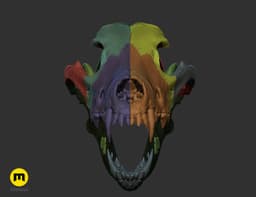 Wolf Skull (Canis Lupus) 3d model