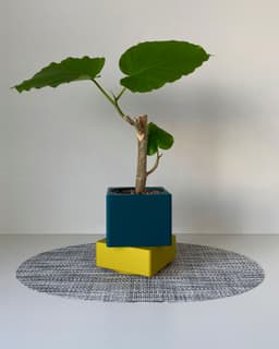 Mini Planters Set With Drainer and Drip Tray 3d model