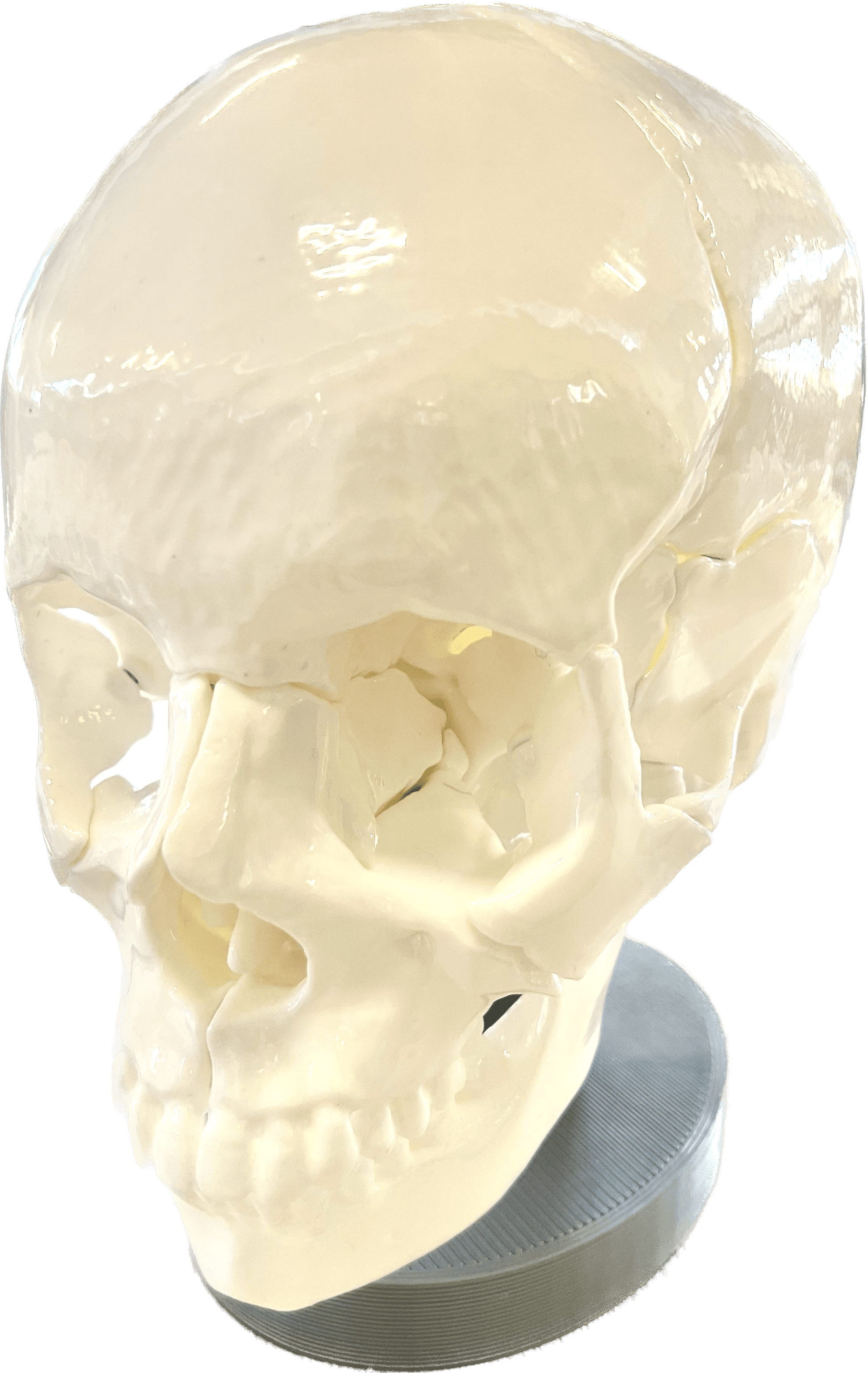 Fully-assembled skull