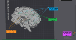 Brain Anatomy Cross-Section with Magnets 3d model