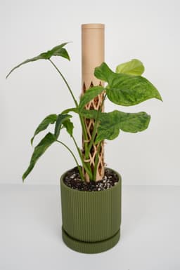 MOSS BUDDY - Moss Pole Starter Pack 3d model