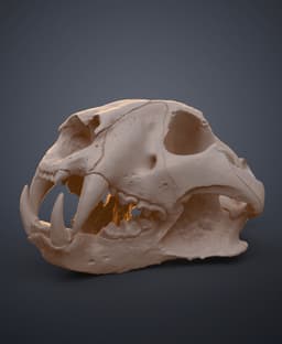 Tiger Skull (Panthera Tigris Tigris) 3d model