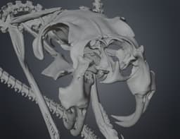 Rattlesnake Skeleton - Realistic Model 3d model