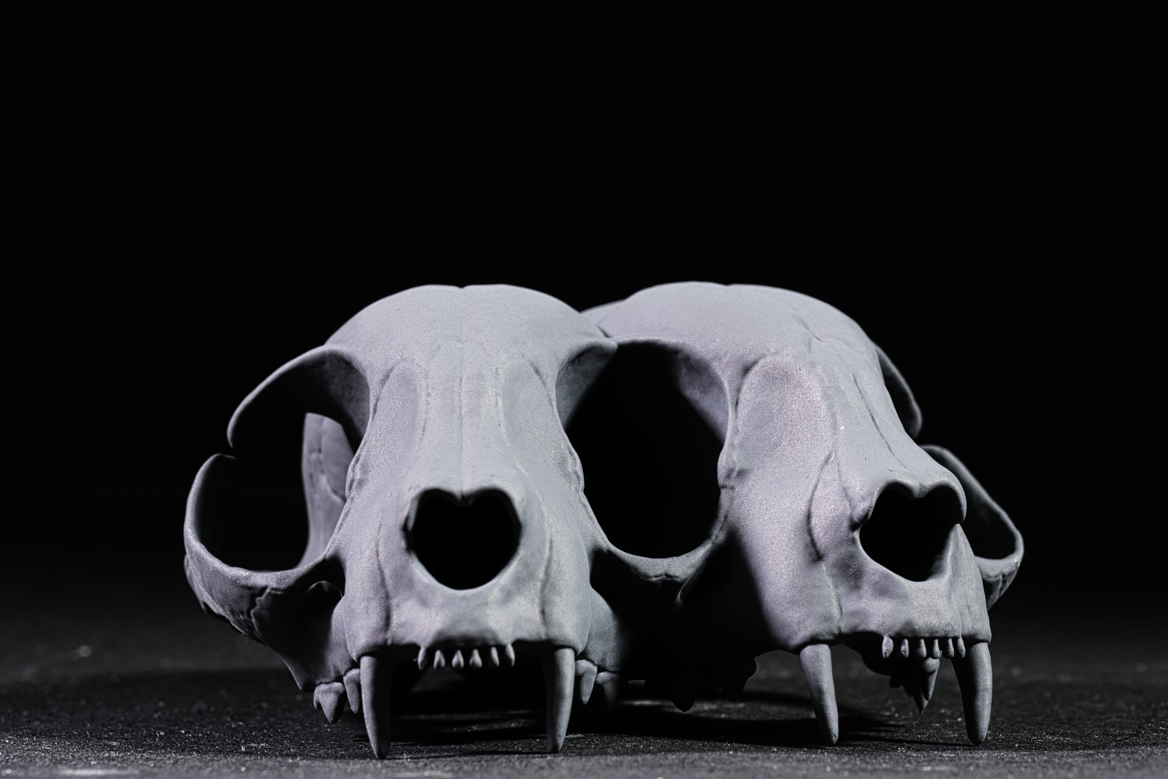 Conjoined Domestic Cat Skull 3d model