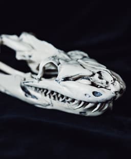 Python Snake Skull 3d model