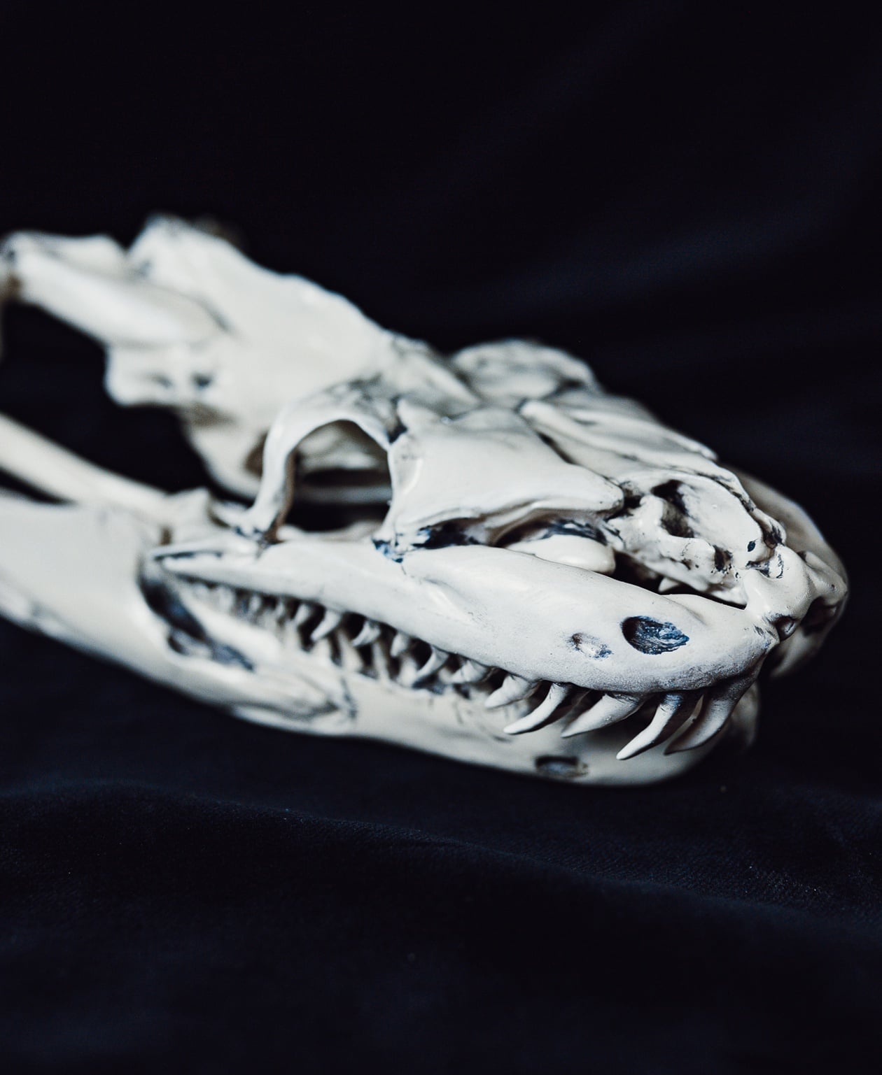 Python Snake Skull 3d model