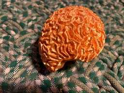 Brain coral skeleton bowl/planter 3d model