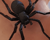 Black_House_Spider 3d model
