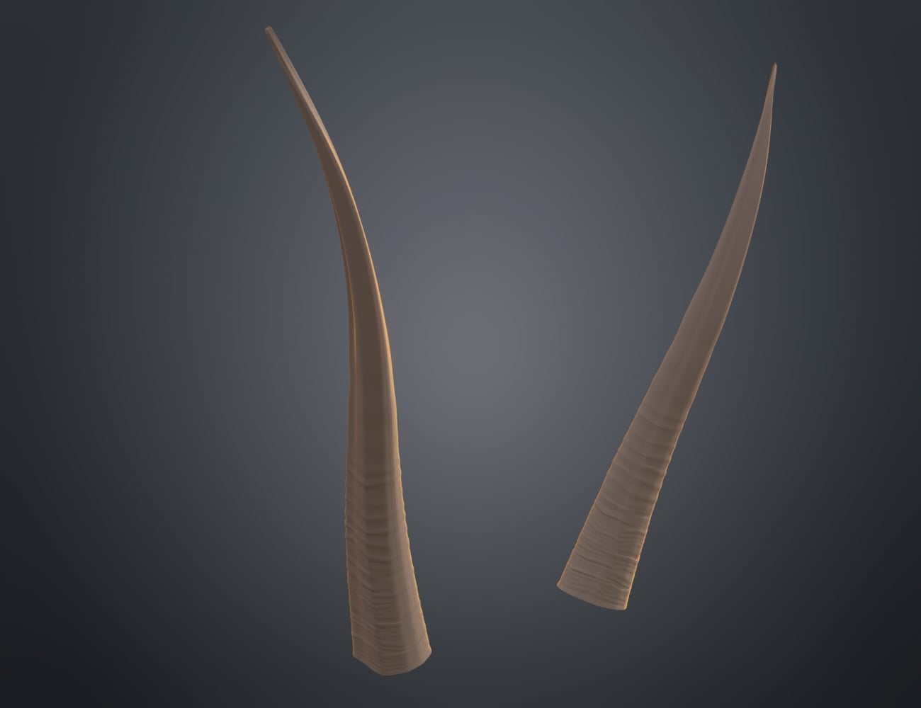Oribi horns 3d model
