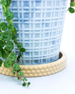 Beady Hydration Tray Collection // 3 Sizes Planter Drip Trays 3d model