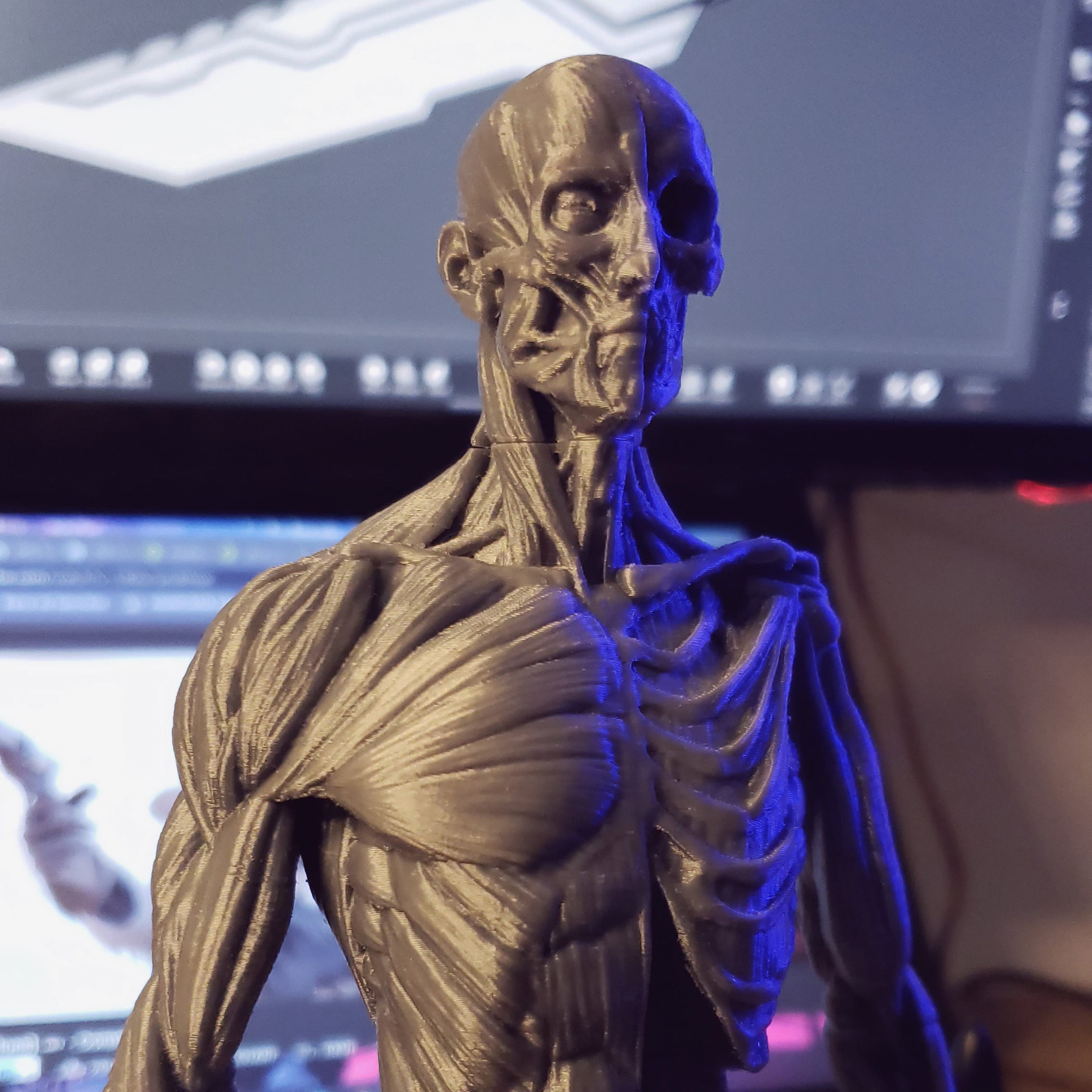 Ecorche - Human Anatomy 3d model