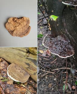 Mushroom shelf "Ganoderma Applanatum" 3d model