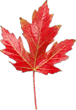 Canadian Maple Leaf - HueForge 3d model