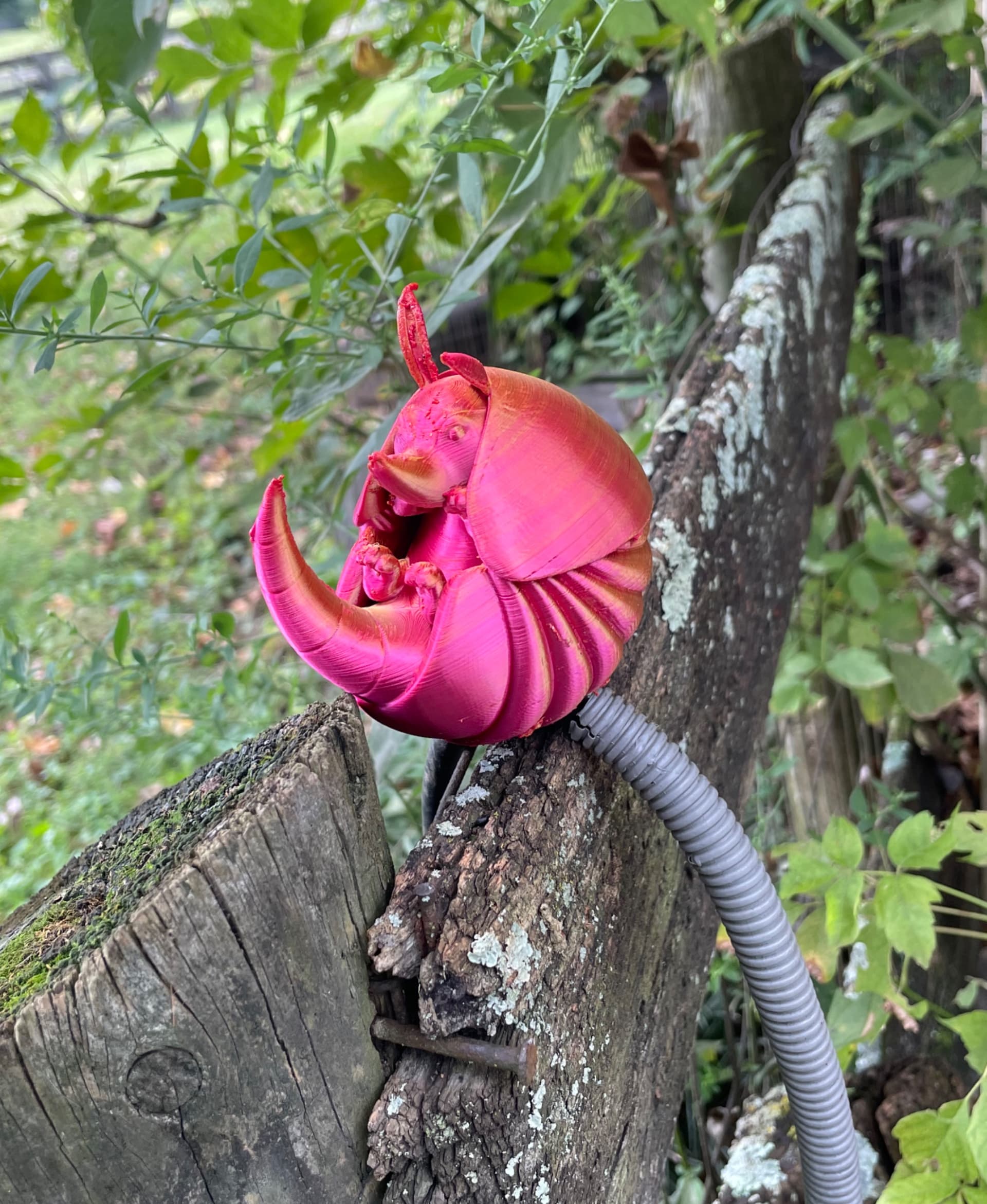 Armadillo