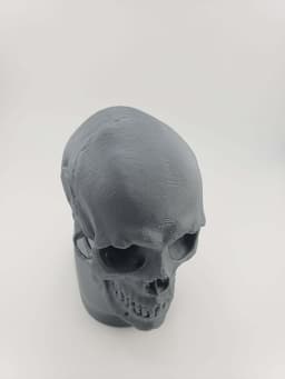 Skull Anatomy 3d model