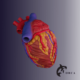 HUMAN HEART CROSS SECTION 3D PRINTING 3d model