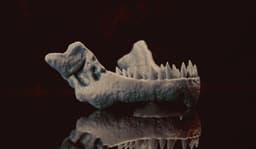 Toothless Skull (Pre Supported) 3d model