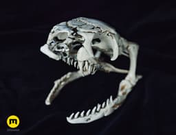 King Cobra Snake Skull Ophiophagus hannah 3d model