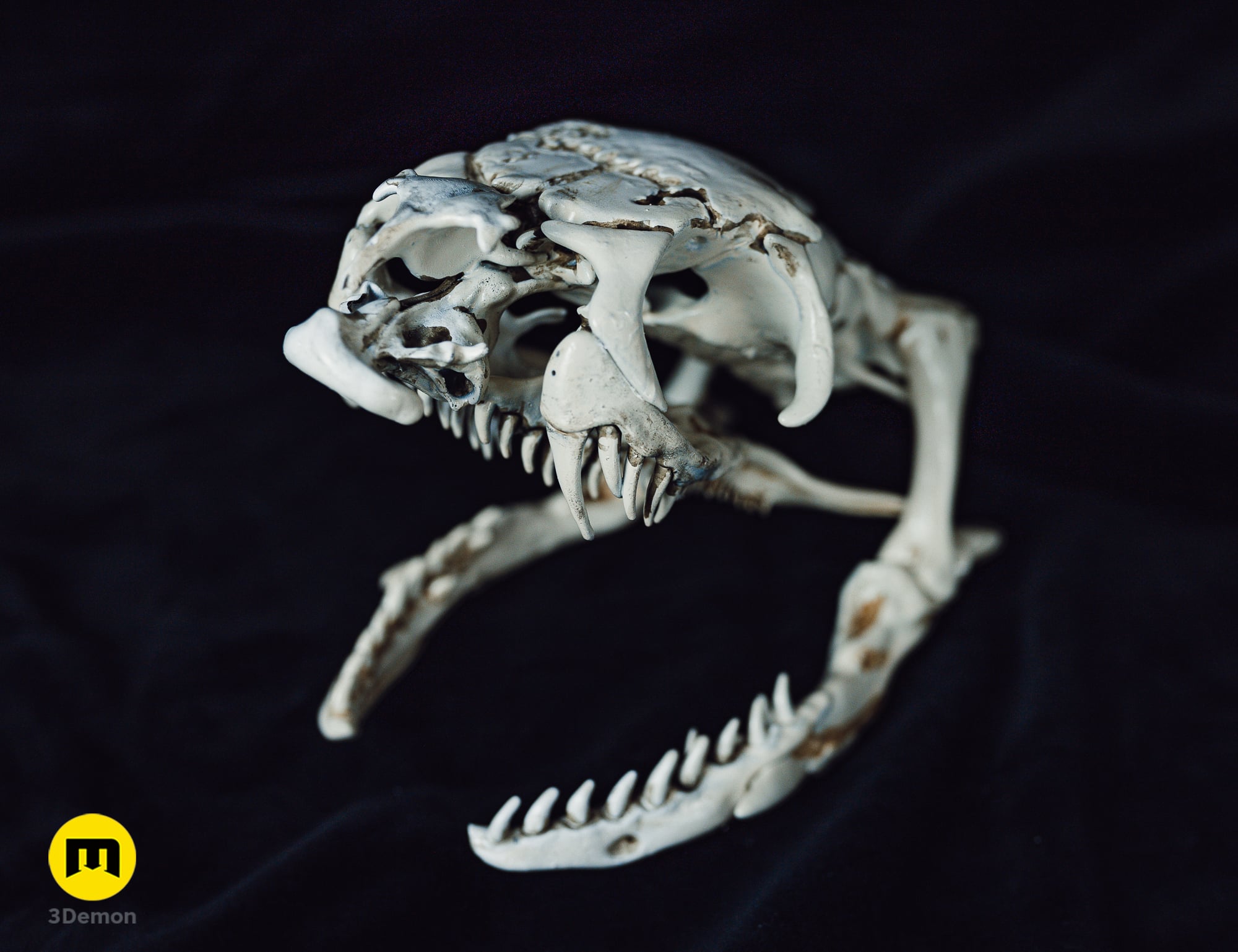 King Cobra Snake Skull Ophiophagus hannah 3d model