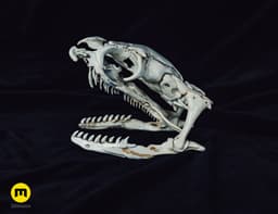 King Cobra Snake Skull Ophiophagus hannah 3d model