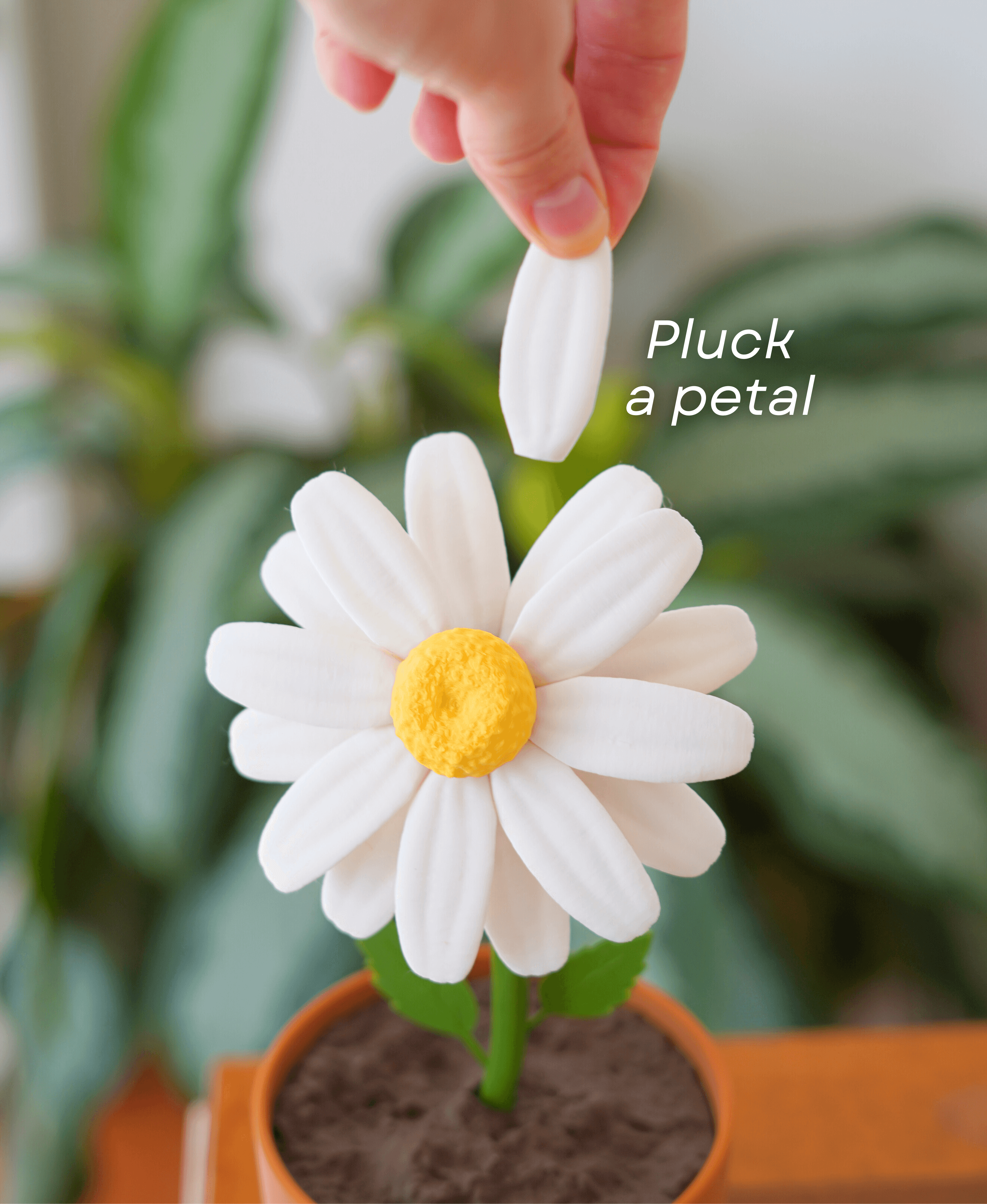 Date Night Daisy 3d model