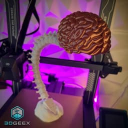 Articulated Spine-Brain 3d model