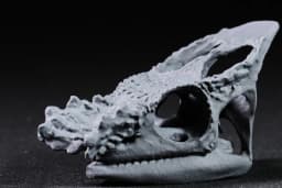 Parsons Chameleon Skull 3d model