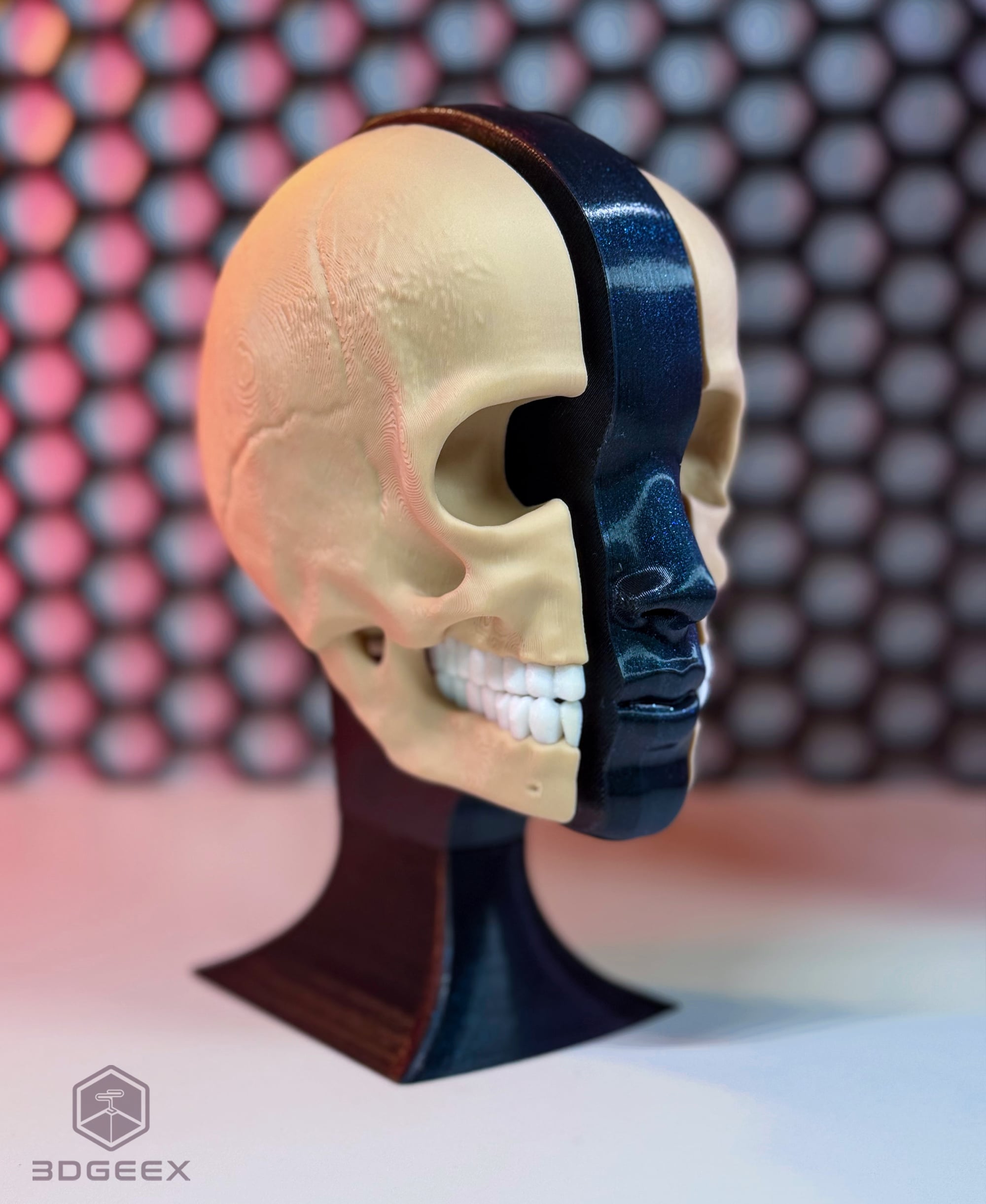 Anatomy 3d model