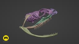 Boiga Snake Skull Dispholidus Typus 3d model