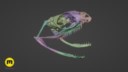 Boiga Snake Skull Dispholidus Typus 3d model