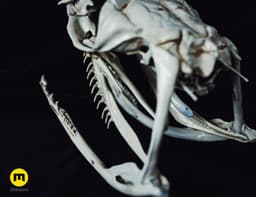 Boiga Snake Skull Dispholidus Typus 3d model