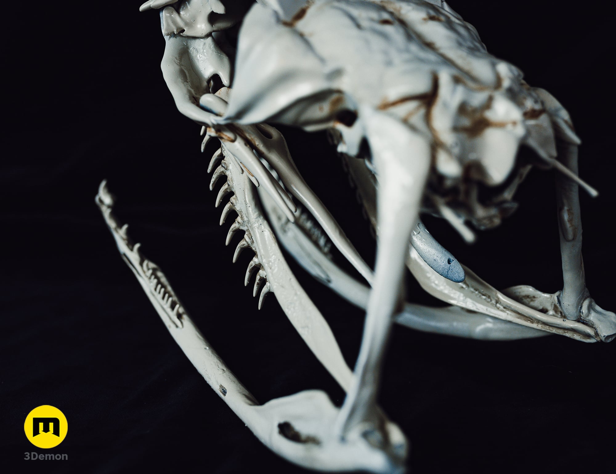Boiga Snake Skull Dispholidus Typus 3d model
