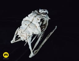 Boiga Snake Skull Dispholidus Typus 3d model