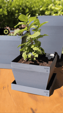 Grow Pots 3d model