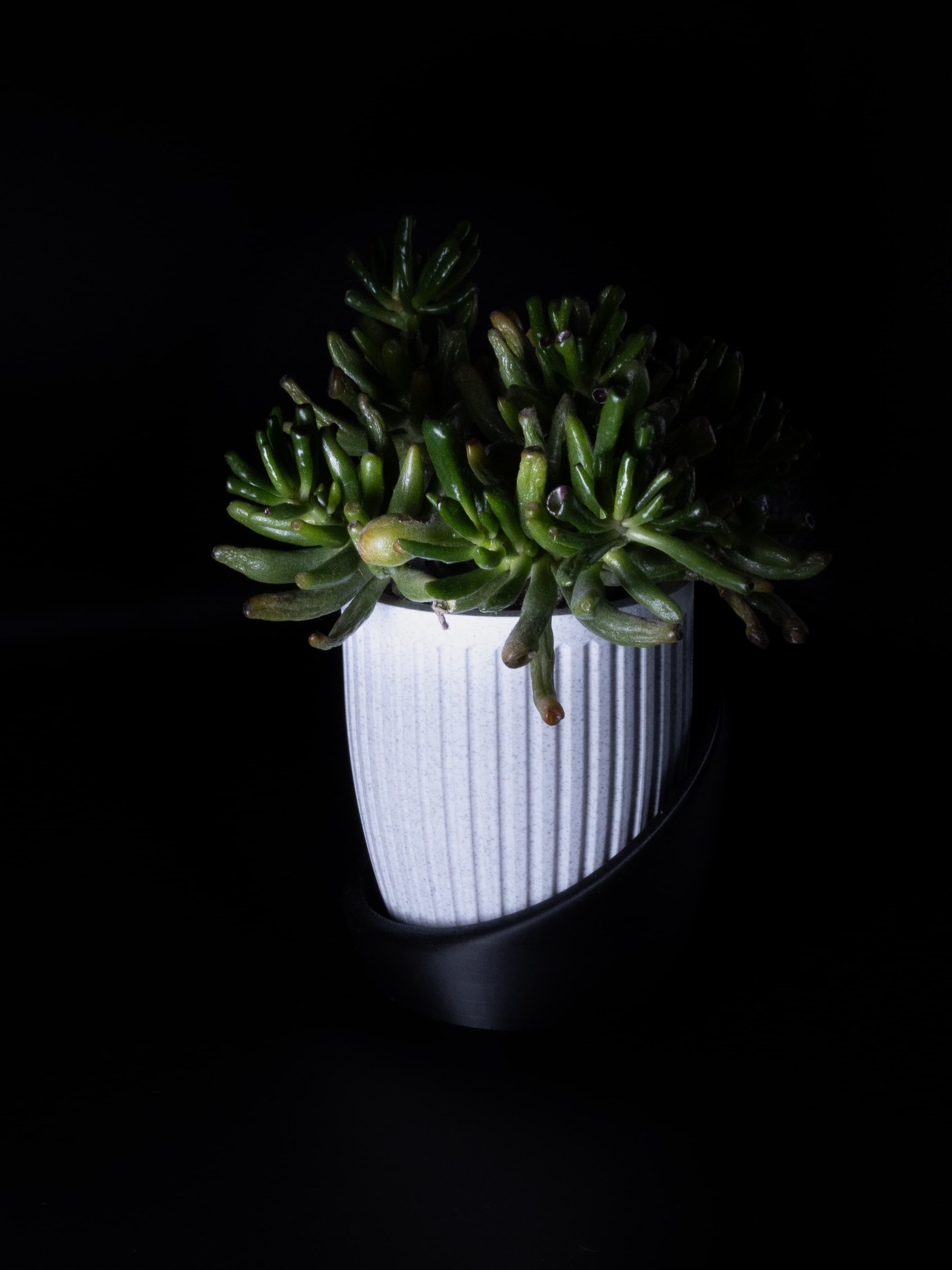 Doric Flower Vase Planter by JDL 3d model