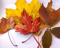 Canadian Maple Leaf - HueForge 3d model