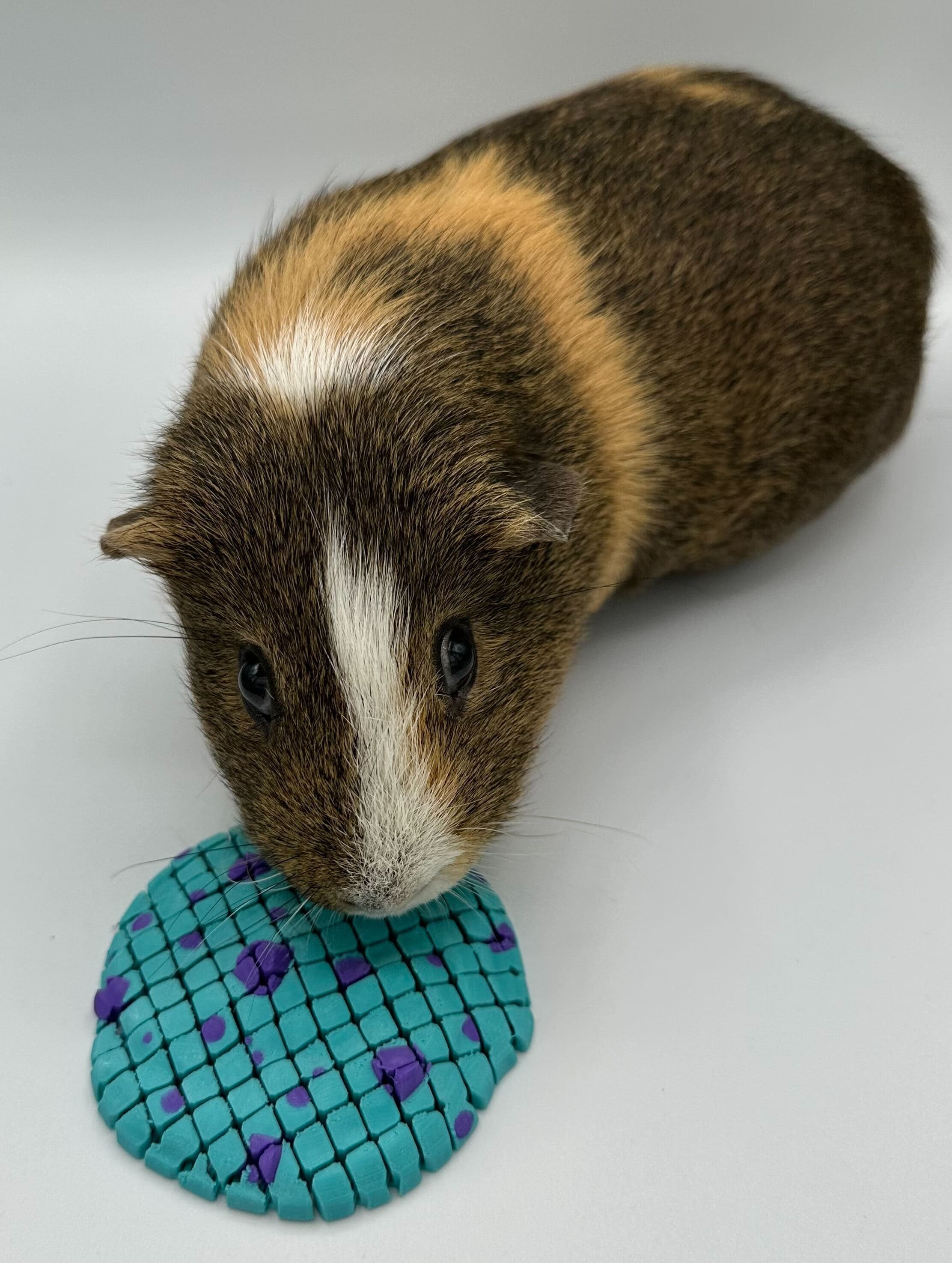 "Why can I not eat the funny cookie?"
(no plastic was ingested by the fat guinea pig)
