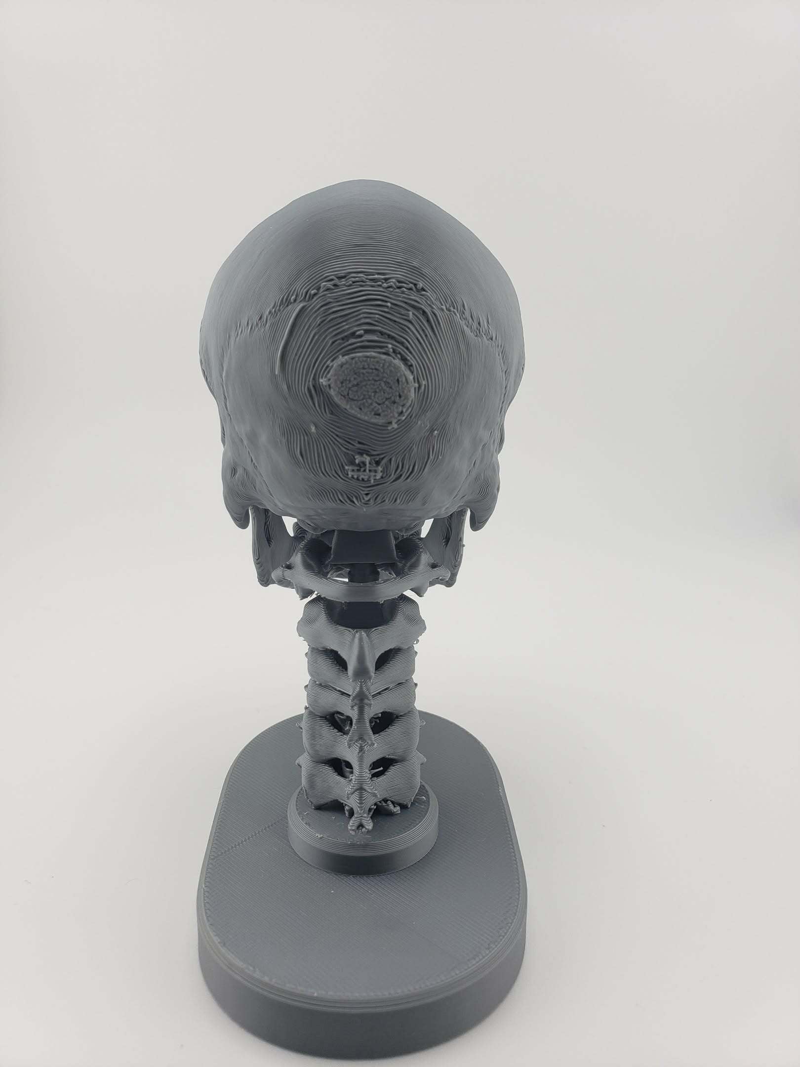 Skull Anatomy 3d model