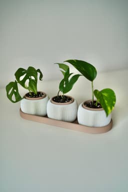 TRIOLAM mini baby planters trio 3d model