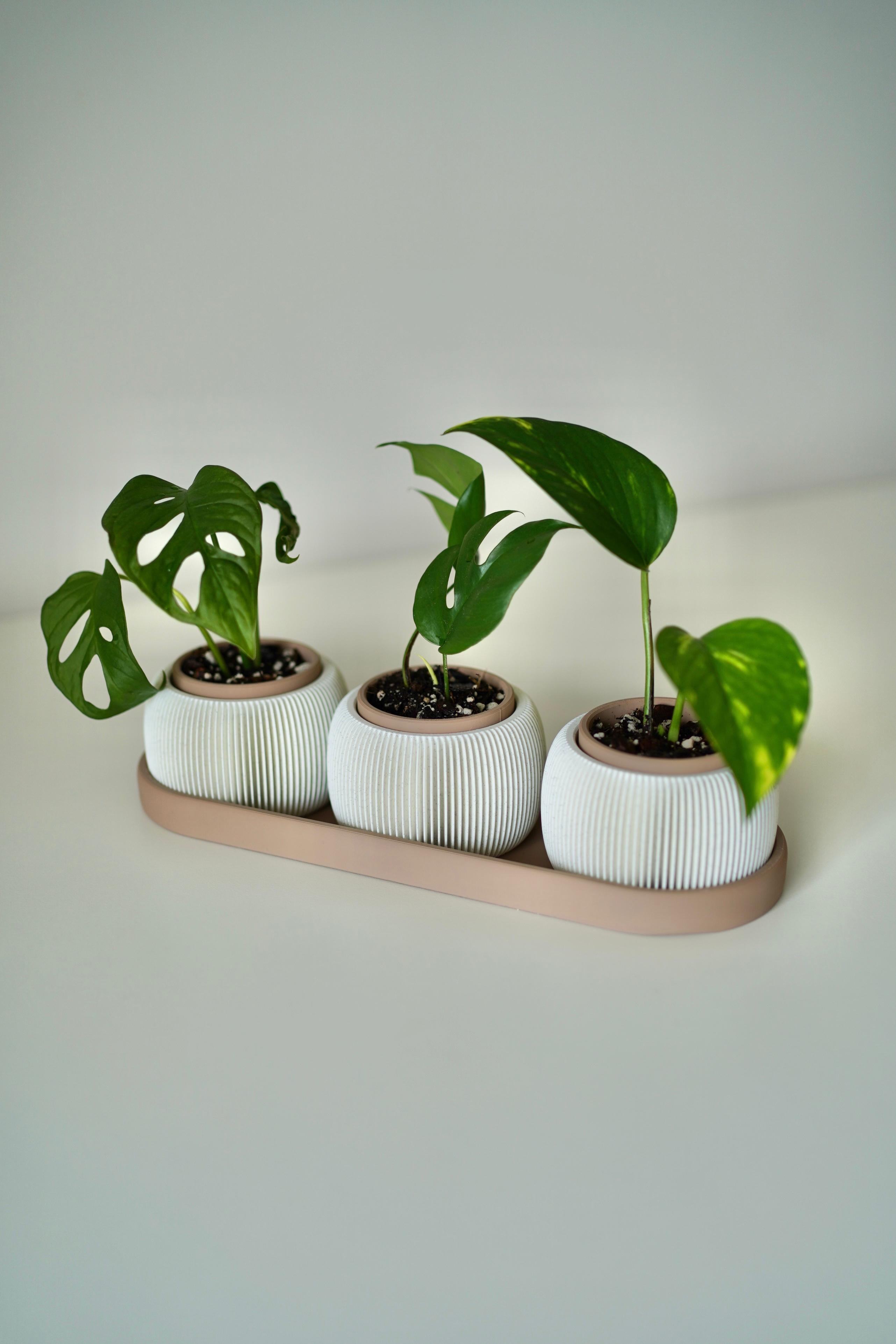 TRIOLAM mini baby planters trio 3d model