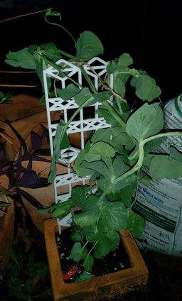Tiling Trellis with FreeCAD Project Source 3d model