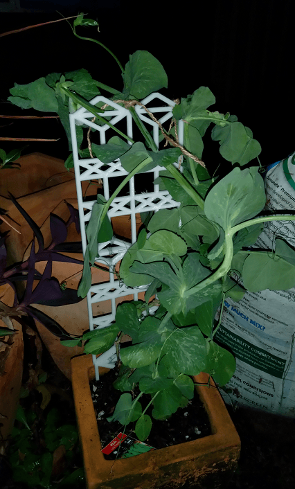 Tiling Trellis with FreeCAD Project Source 3d model