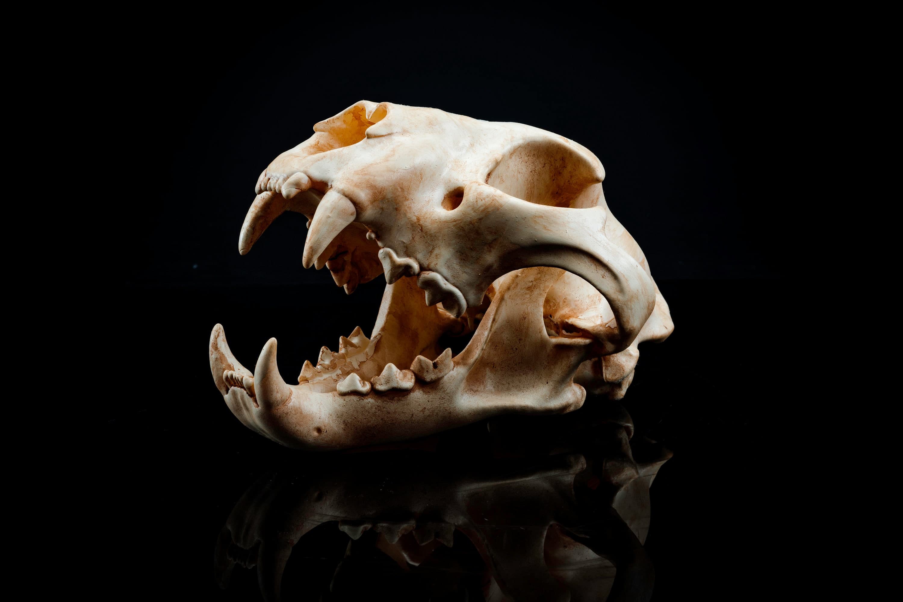 Panther Skull (Pre Supported) 3d model